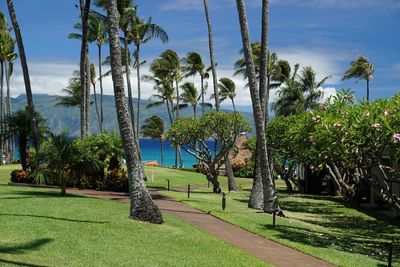 Palm trees in park against sky