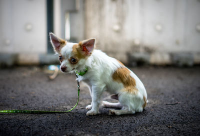 Close-up of puppy sitting on road