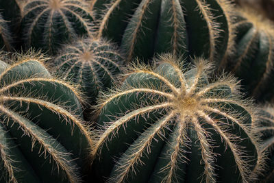 Full frame shot of succulent plant