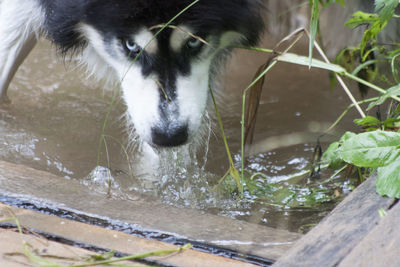 Close-up of dog in water