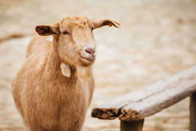 Goat on field by wooden railing