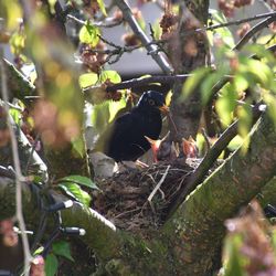 Bird perching on tree