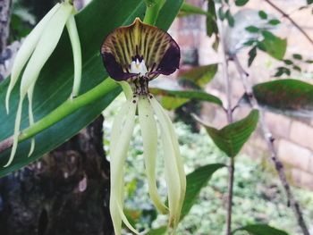 Close-up of insect on leaf