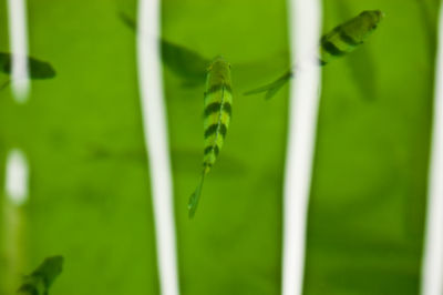 Close-up of insect on grass