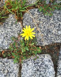 Close-up of yellow flowers