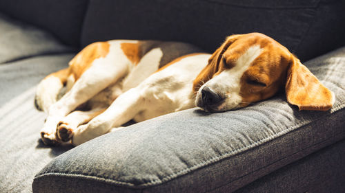 Close-up of dog sleeping on sofa