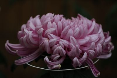 Close-up of pink rose flower