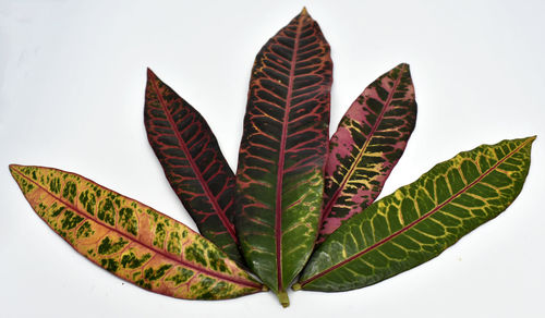 Close-up of leaves against white background