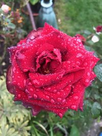 Close-up of wet red rose in rainy season