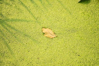 High angle view of leaf on field