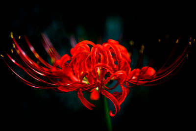 Close-up of red flower against black background