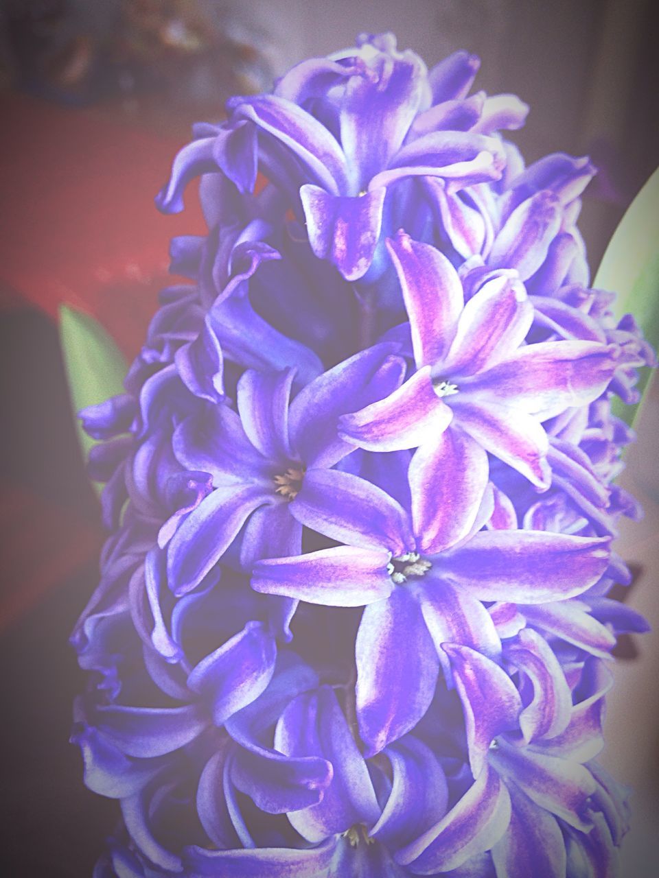flower, petal, flower head, fragility, purple, freshness, close-up, focus on foreground, beauty in nature, indoors, growth, blooming, nature, plant, no people, in bloom, selective focus, bunch of flowers, single flower, blue