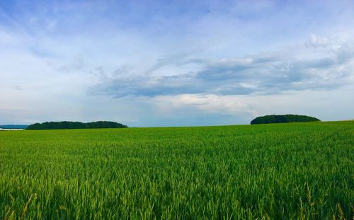 Scenic view of agricultural field against sky