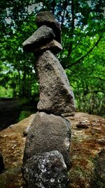 Close-up of tree trunk