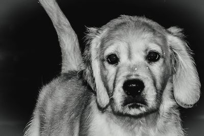 Close-up portrait of a dog