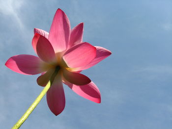 Low angle view of pink flower against sky