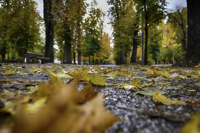 Surface level of trees in autumn