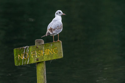 Close-up of seagull perching on wooden post