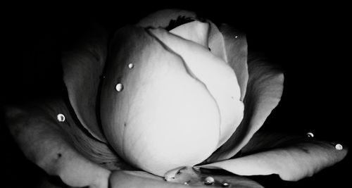 Close-up of hand holding rose over white background