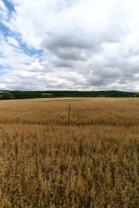 Scenic view of field against sky