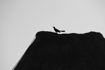 Low angle view of bird perching on roof against sky