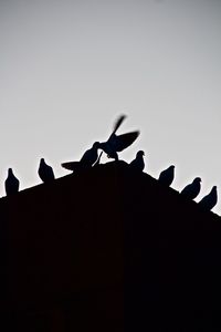 Low angle view of silhouette birds perching on roof against sky