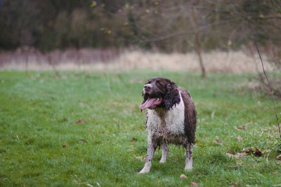 Dog on grassy field