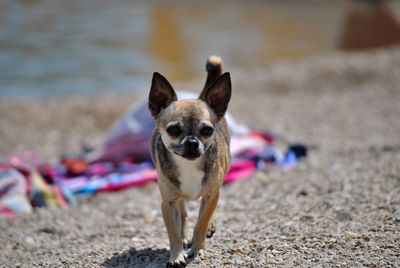 Portrait of a dog on beach of croatia 