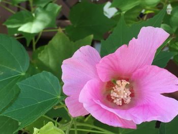 Close-up of pink flower