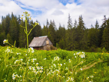 Closeup of wild, white flowers blooming on the field in front of an old wooden cottage