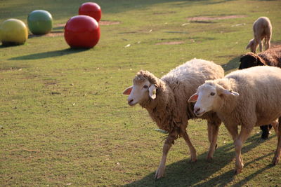 Sheep on field