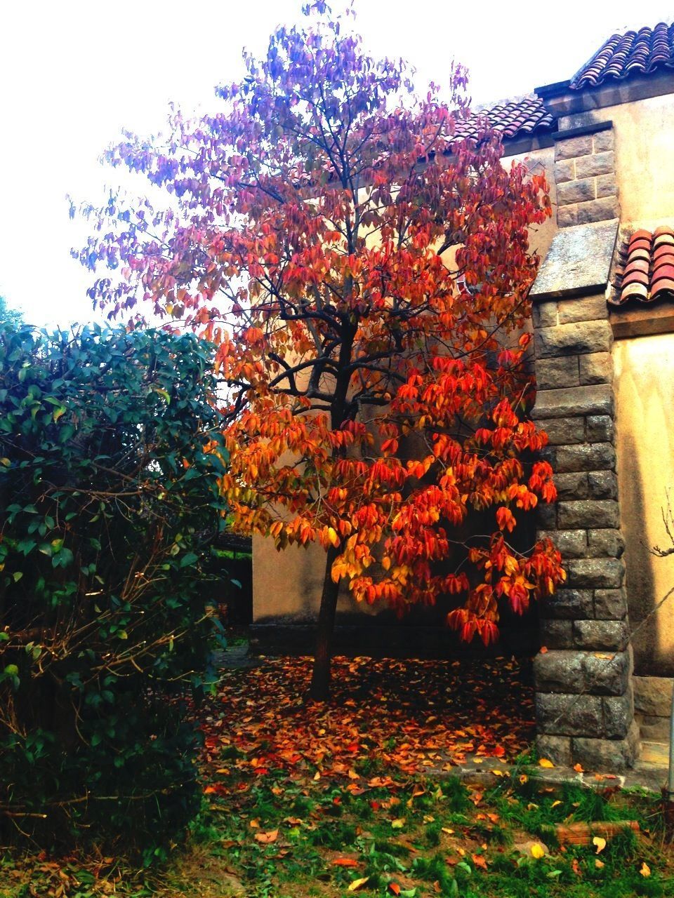 flower, tree, growth, autumn, red, change, beauty in nature, freshness, nature, season, built structure, plant, blossom, fragility, building exterior, orange color, in bloom, architecture, springtime, day