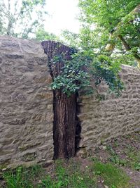 Trees growing on field