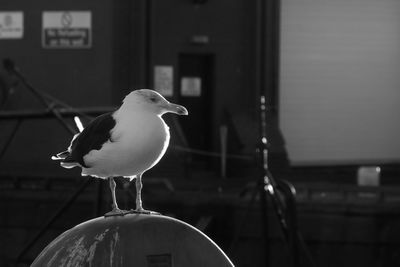 Close-up of seagull perching on railing