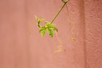 Close-up of ivy growing outdoors