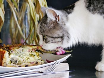 Close-up of cat on table