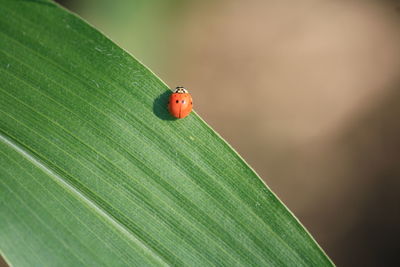 Close-up of ladybug on leaf