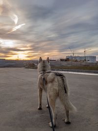 Siberian husky looking to the sundown