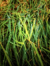 High angle view of wet plants growing on land