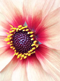 Close-up of flower