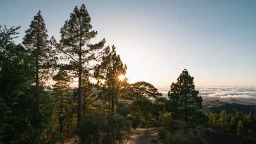 Sunset on the summit of gran canaria with the sun's rays between the branches of the pines