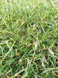 Close-up of fresh green grass in field