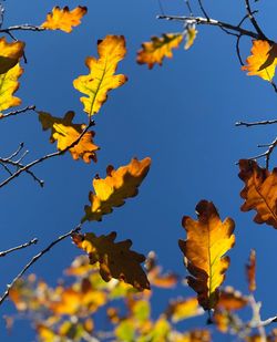 Low angle view of autumnal leaves against blue sky