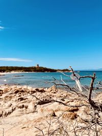 Driftwood on beach against clear blue sky
