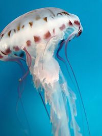 Close-up of jellyfish swimming in sea