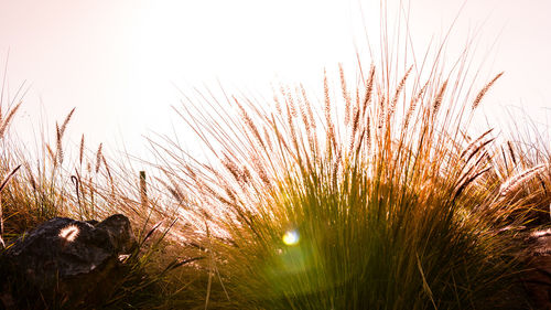 Close-up of grass on field against sky