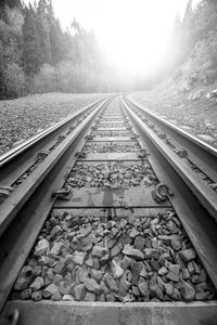 Surface level of railroad tracks by trees