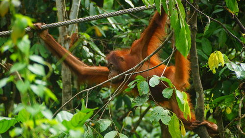 View of a lizard on a tree