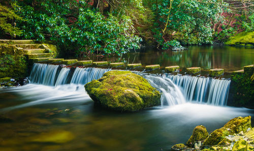 Scenic view of waterfall in forest