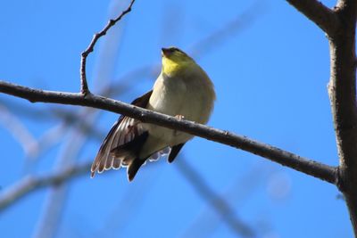 Low angle view of bird perching on branch against blue sky